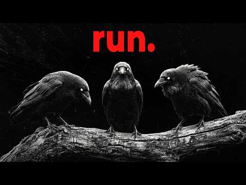 Why Eagles are Terrified of Crows