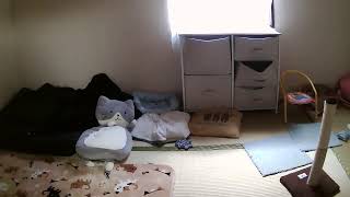 フミくん定点カメラ