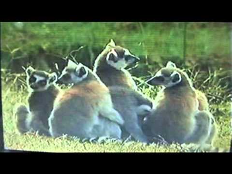 KLAN DEMBA  sauvage reo.mpg