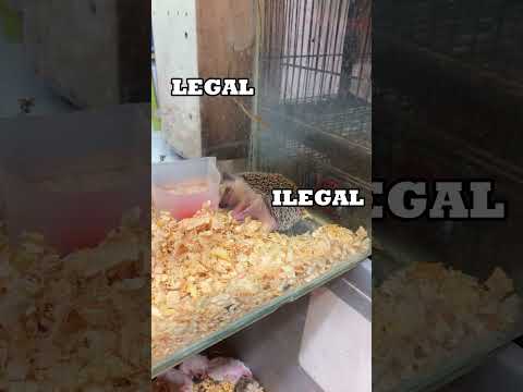 Crawford Market Tour | Came to Crawford Market after a long time |