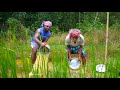Hand Fishing And Cooking Village Style Fishing And Eating By Old Tribal Couple Mud Fishing