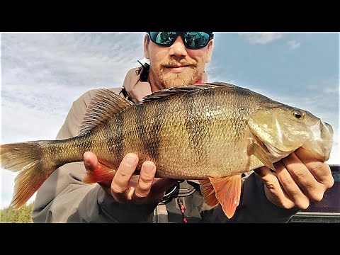 UPEITA AHVENIA | KILON RAJA LÄHENEE ? | AHVENEN KALASTUS!