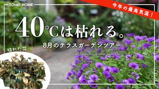 [The garden at the end of August] Withered flowers and those that survived, preparing the garden ...