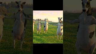 FUNNY COW DANCE 🤣🐮| COW SONG _ COW VIDEOS | DANCING COW | ANIMAL SOUND