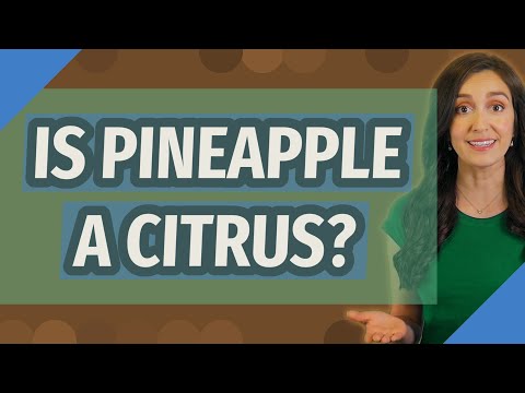 Is Pineapple A Citrus