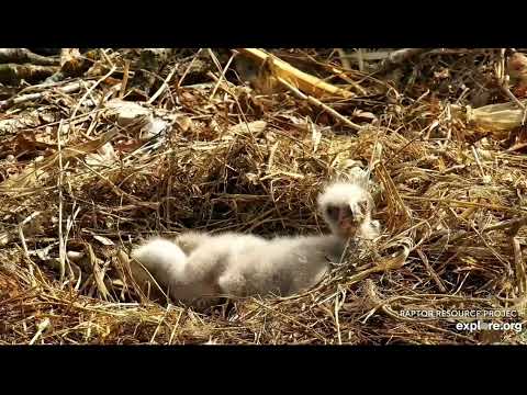 Decorah North Nest 4-3-22, DN15 and DN16 at one week old, closeups