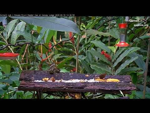 Does the Lizard Eat the Butterfly? ... Cornell Lab Panama Fruit Canopy Lodge Feeder