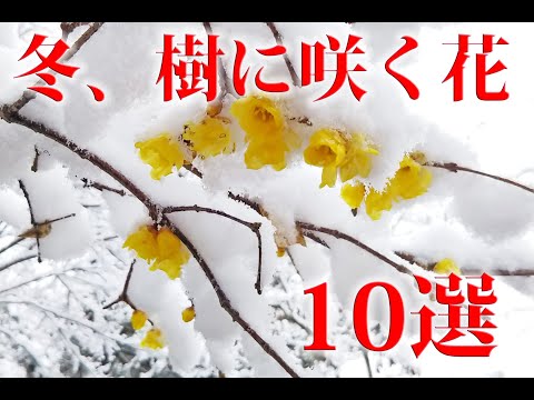 雪の中で育つ植物で、寒さにも耐える丈夫な花