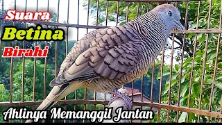 Download lagu Suara Betina Birahi - Perkutut Betina Memanggil Jantan || The female turtle dove calls the male mp3
