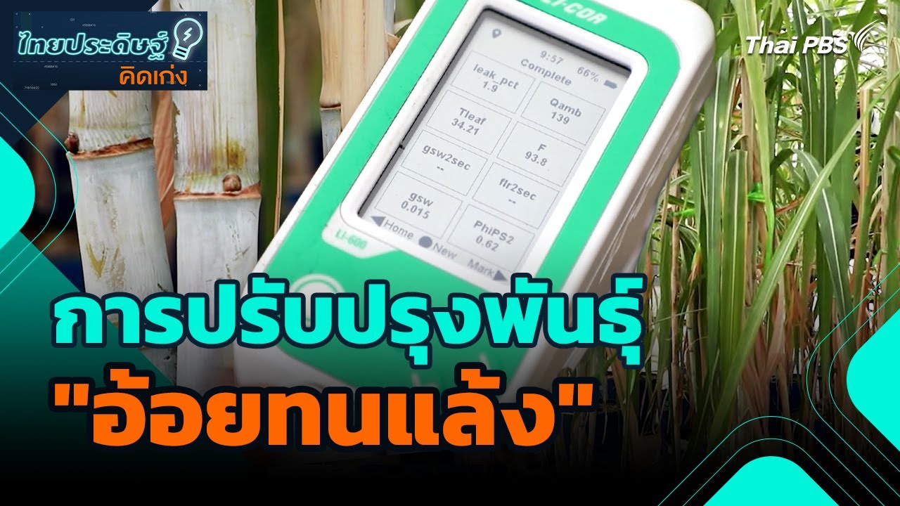 อ้อยทนแล้ง ทางเลือกเพื่อรับมือสภาพอากาศที่เปลี่ยนไป