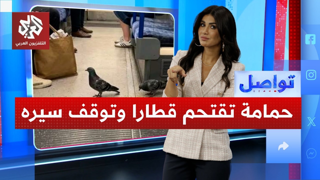 "حمامة تقتحم عربة قطار في اليابان وتوقف السير.. ما القصة؟│ تواصل