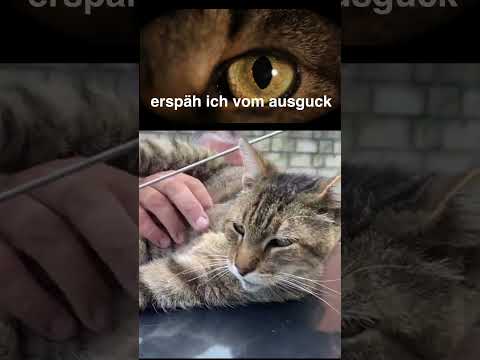 Eppendorf's best cat is gone RIP Joepie #hamburg #kater #cats #catsshorts