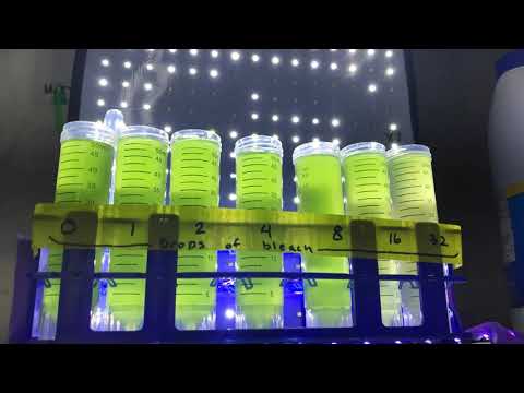 Algae Bleach Timelapse