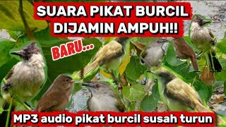 Download lagu SUARA PIKAT BURCIL DIJAMIN AMPUH!!!MP3 AUDIO PIKAT BURCIL PALING JOSSS  mp3