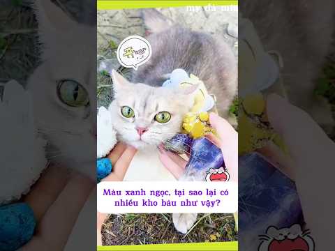 Chiêu Tài Bị Chèn Ép Khi Đi Dã Ngoại #meocung #thucung