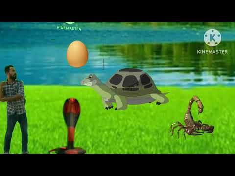 wild animal story part 1