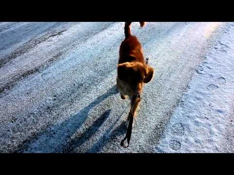 Przynieś smycz, Iskra