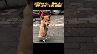 前足がないのに、運命に負けなかった犬「多宝」の物語#田園犬 #後ろ足で立つ犬 #小さなティラノサウルス #捨てられた犬 #保護犬の物語 #犬との暮らし#感動動画
