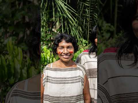 MADRE DE DIOS XIV   El espectáculo más colorido de la selva: Collpas de guacamayos en Tambopata