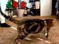 Elmo Prince The Cat WATCH