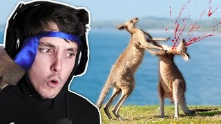 DEADLY AUSTRALIAN ANIMALS!