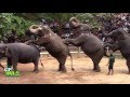 elephants-dance-at-dehiwala-national-zoo-(sri-lanka)-19-01-2017