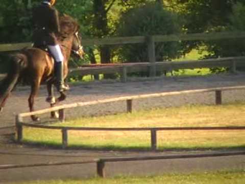 Loki vom Sonnwindhof Kronshof Special 2009