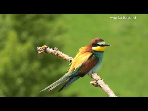 ABEJARUCO COMÚN | BEE-EATER | Merops apiaster
