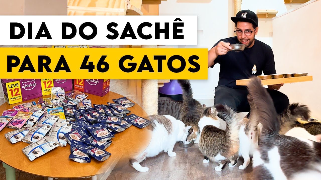 ALIMENTANDO 46 GATOS - O PAI DOS GATOS