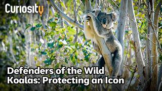 CuriosityStream 🐨 Defending the Koala — Defenders of the Wild (Curiosity Stream)