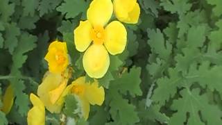 preview picture of video 'Wood Poppy (Stylophorum diphyllum)'