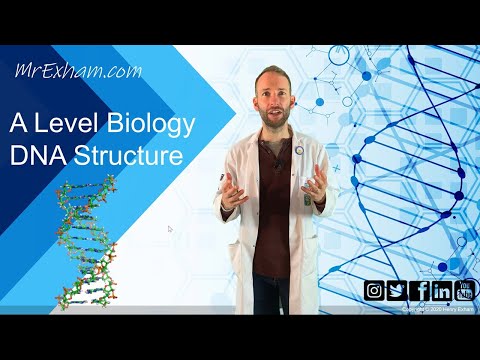 DNA Structure - A Level Biology