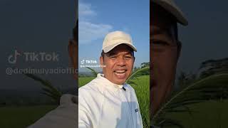 Download lagu siapa anak anaku gak mau mandi mp3 Download lagu siapa anak anaku gak mau mandi mp3