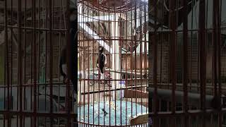 Download lagu Burung Jalak Suren cocok buat Masteran Murai Batu #muraibatu #masteranburung #jalaksuren mp3 Download lagu Burung Jalak Suren cocok buat Masteran Murai Batu #muraibatu #masteranburung #jalaksuren mp3