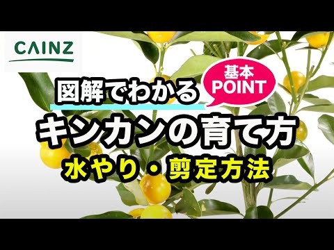 果物の種からキンカンを育てる方法は?  庭園