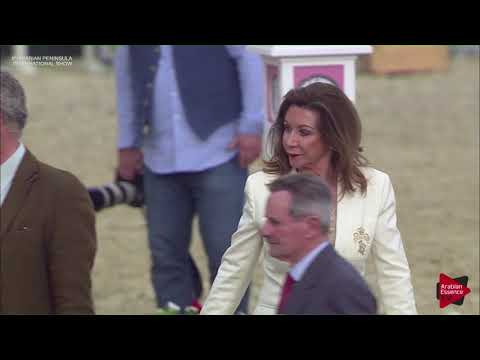 N.80 FARHAN AL ADEED - 2019 Qatar Int. Peninsula show - Yearling Colts (Class 4)