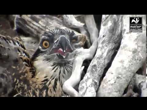 DYFI OSPREY CAM CLOSE-UPS OF CHICKS