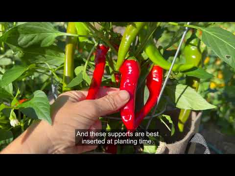 Growing Cayenne Pepper Plant