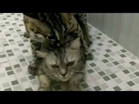 Asian Leopard Cat mating with Domestic Cat Tabby