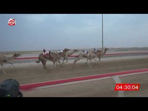  ش 2 (ملبي) لـ عبدالله بطي بن حميد الدرعي 6:34:91 ، مهرجان العين 2026/08/08 ثنايا الوقن