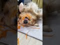 Zhuanzhuan: I dreamed that I was pulling radishes. My furry child, Golden Retriever, and F