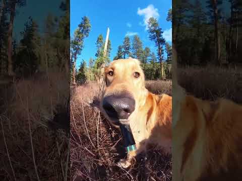 Give this dog a selfie stick and he becomes an internet sensation 😎