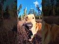 Give This Dog A Selfie Stick And He Becomes An Internet Sensation