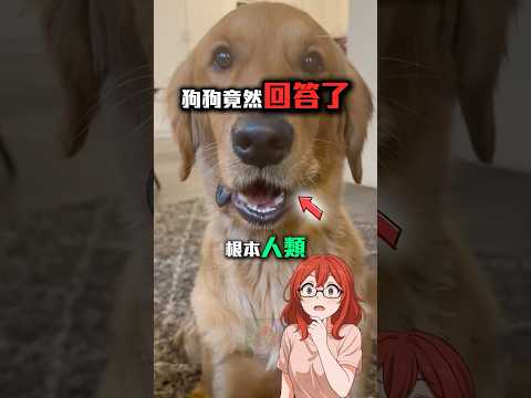 狗狗竟然否認了媽媽🤣 #shorts #shortvideo #short #fyp #foryou #funny #dog