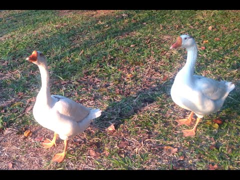 Jesus Amigo Verdadeiro