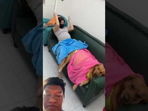 #goldenretreivers #pets #doglife #puppy #shorts #reels