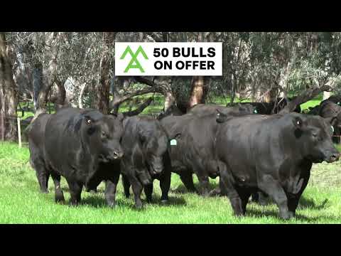 Moorunga Angus Our New Facility