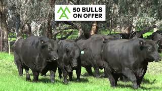 Moorunga Angus - Our New Facility