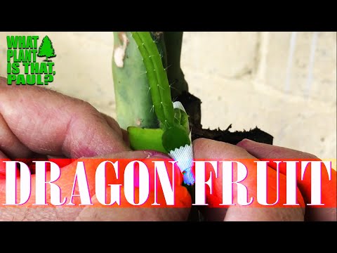 GRAFTing a DRAGON FRUIT Seedling