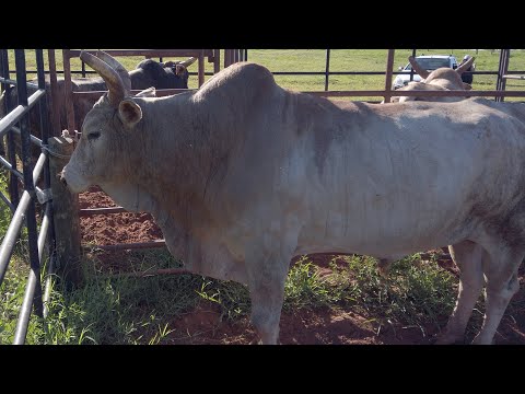 DESAFIO CRP (Cia. de Rodeio 2RS - Colorado PR) CRP Interativo AO VIVO